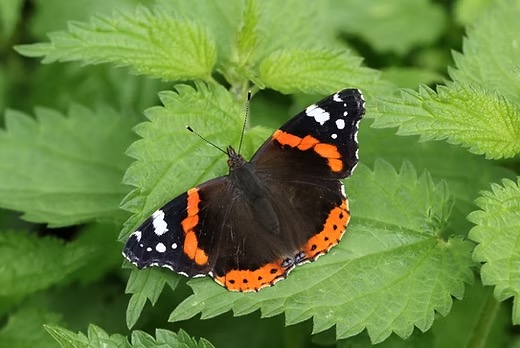 Red Admiral on nettle