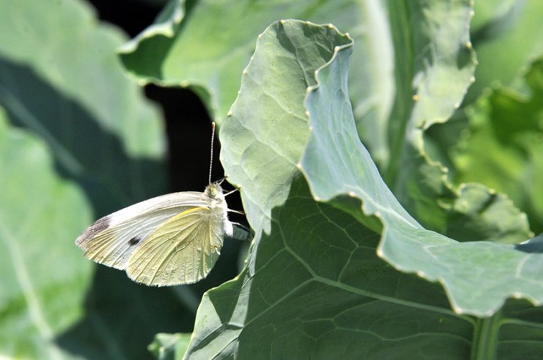 Cabbage White on cabbage