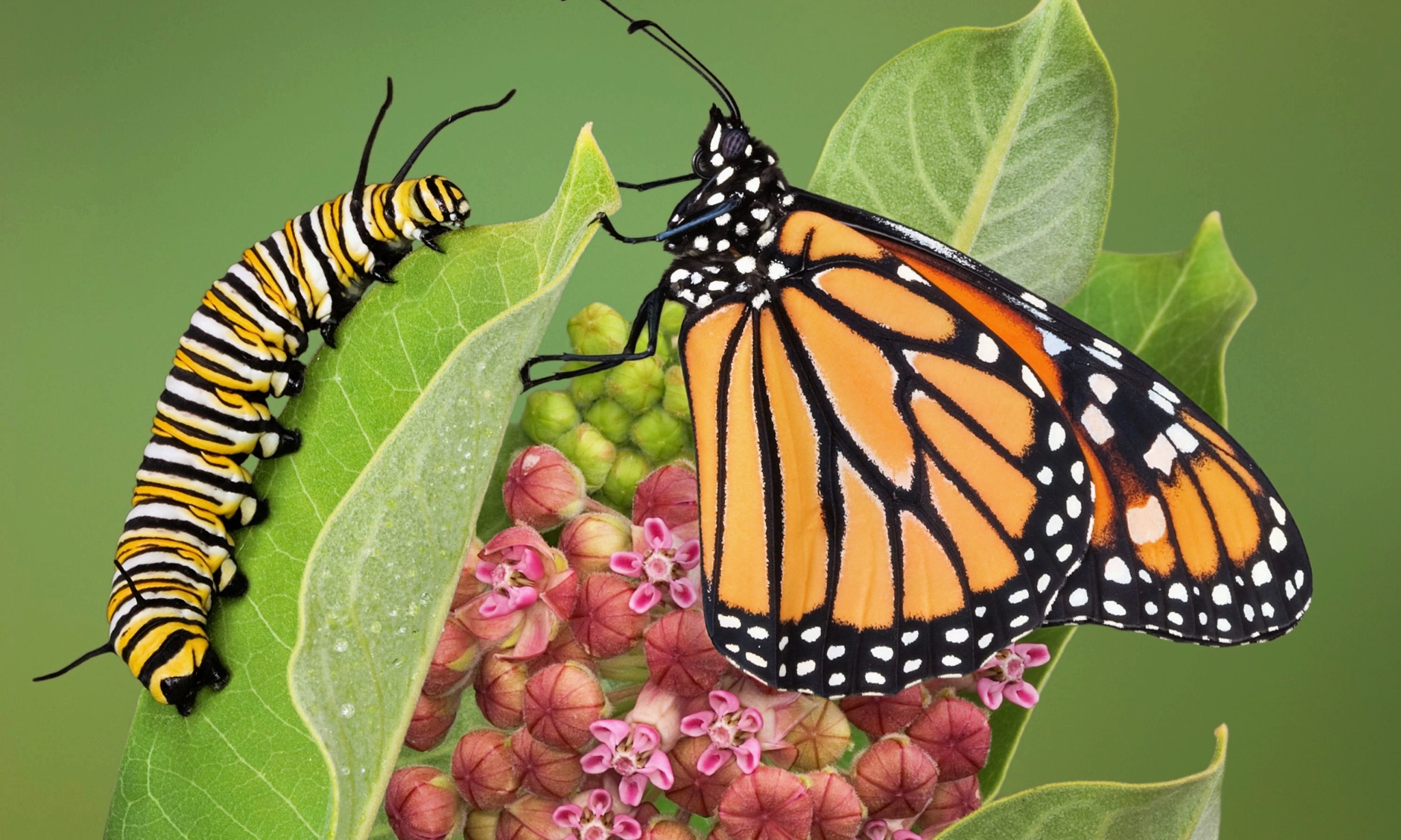 Monarch butterfly and caterpillar on milkweed