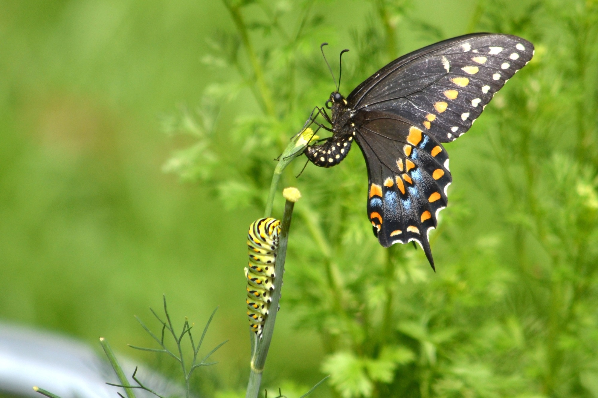 Larry the Lepidopterist