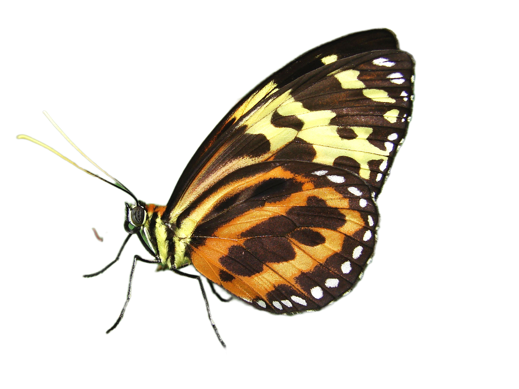 Butterfly camouflage example