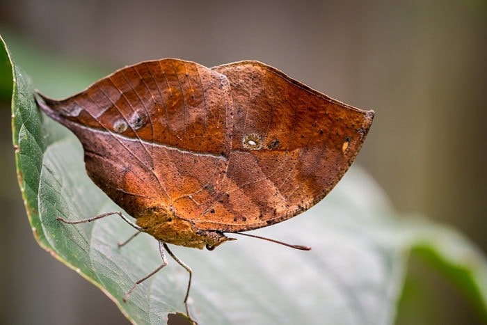 Dead Leaf Butterfly wings closed