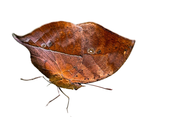 Dead Leaf Butterfly wings open
