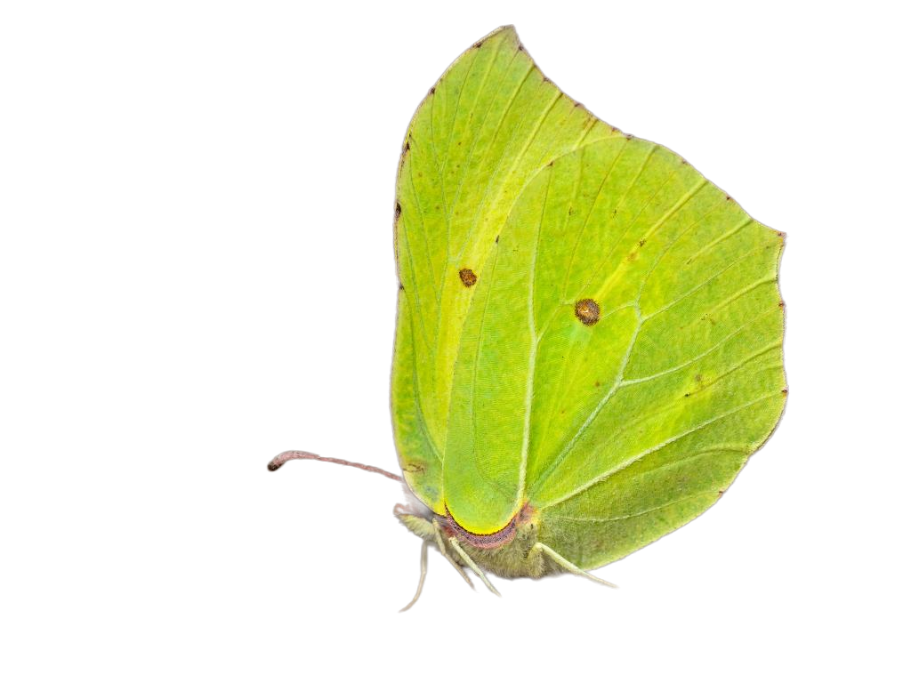 Brimstone butterfly camouflaged