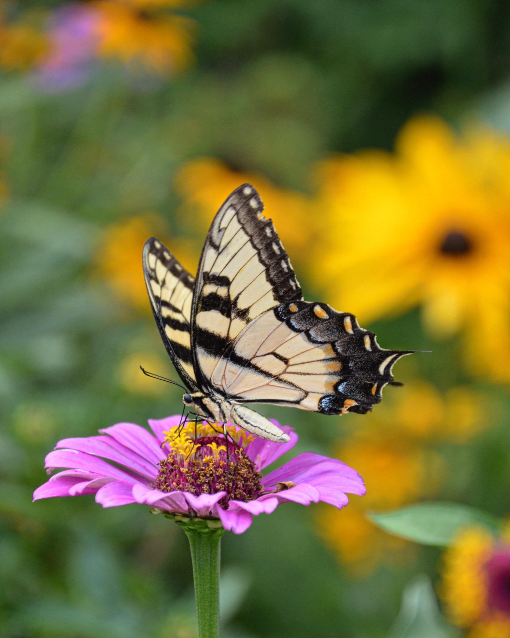 Tiger Swallowtail in flowers