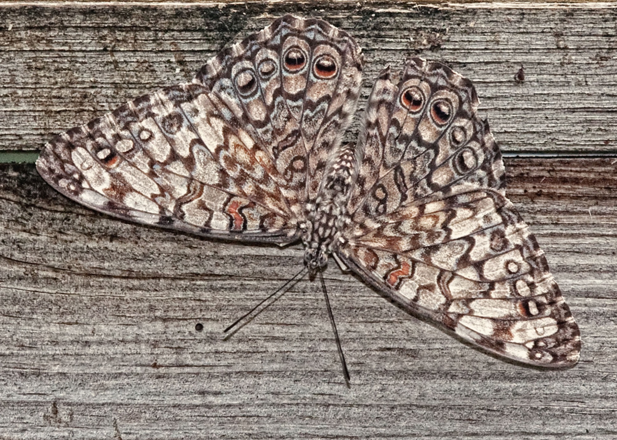Gray Cracker on bark