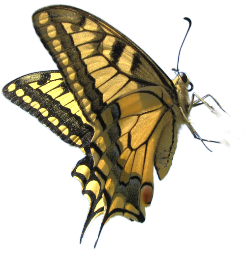 Tiger Swallowtail specimen