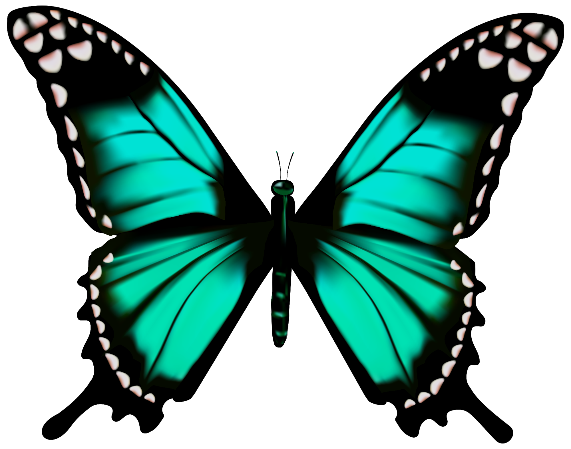 Zebra Swallowtail