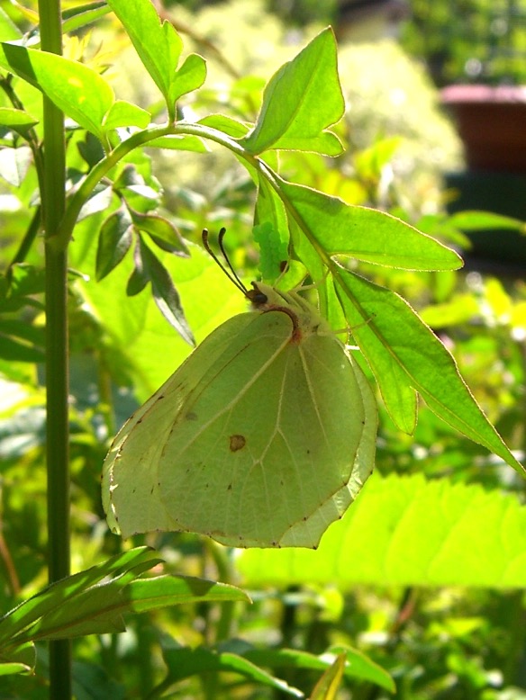Brimstone butterfly specimen