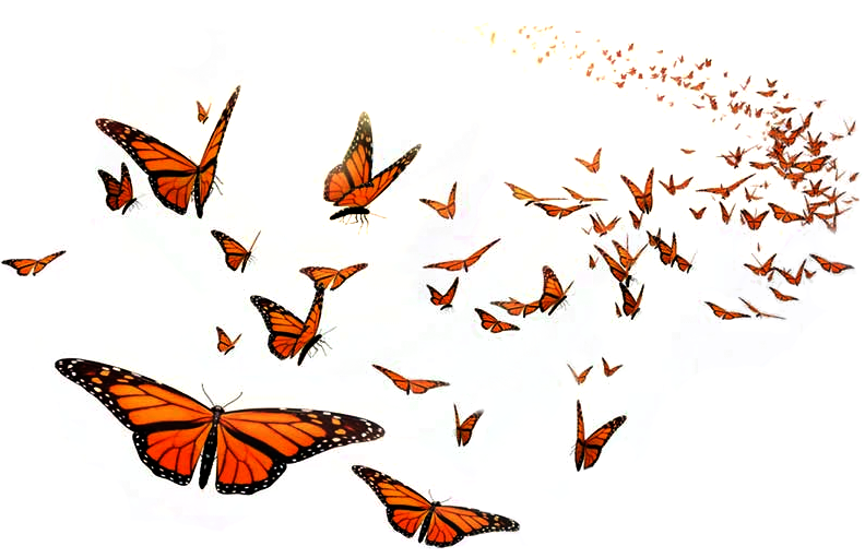 Painted Lady