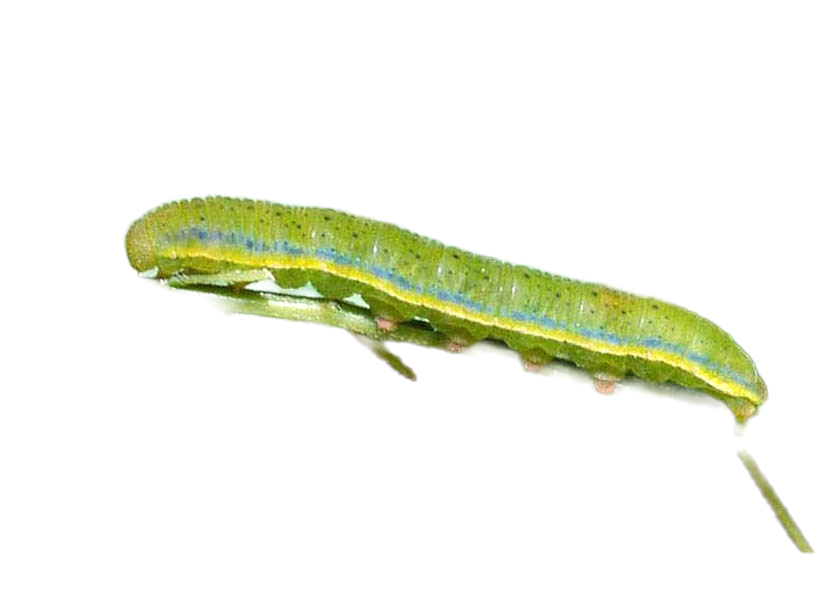 Viceroy