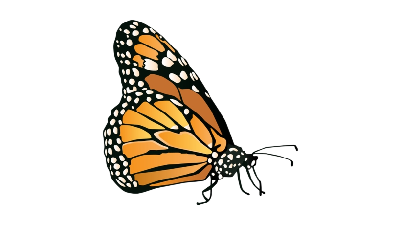 Monarch
