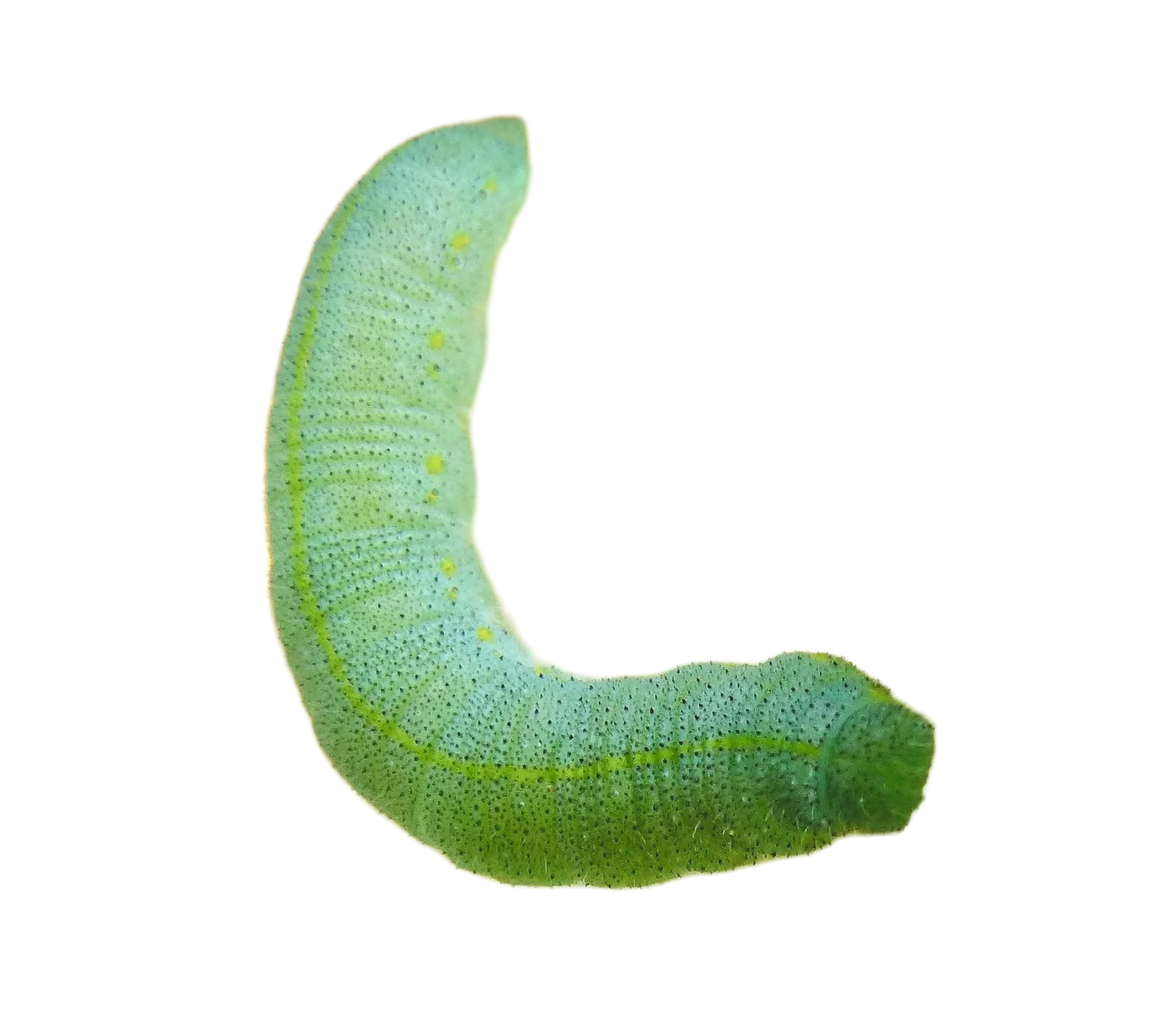 Monarch chrysalis