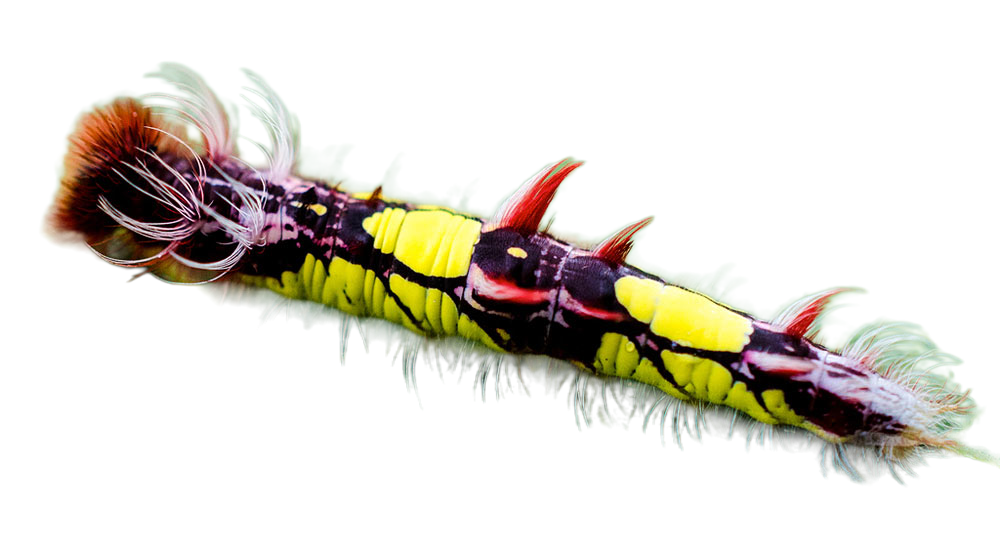 Blue Morpho caterpillar