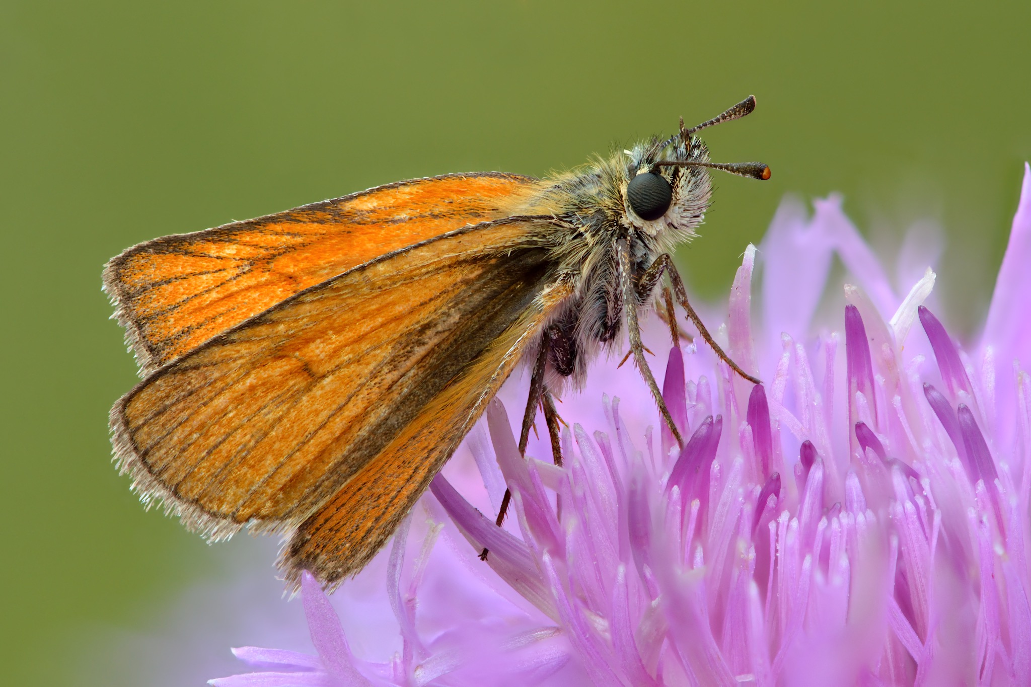 Orange Sulphur on clover