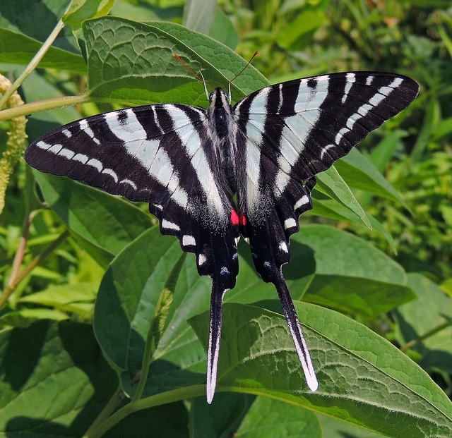 Zebra Swallowtail on pawpaw